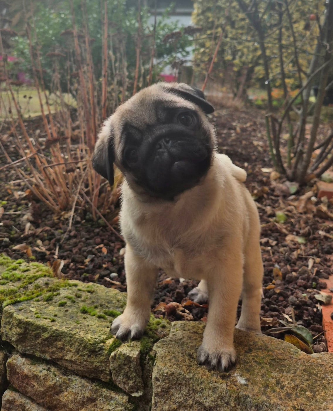 Agusta mv brutale (benoite) De La Schumeraie