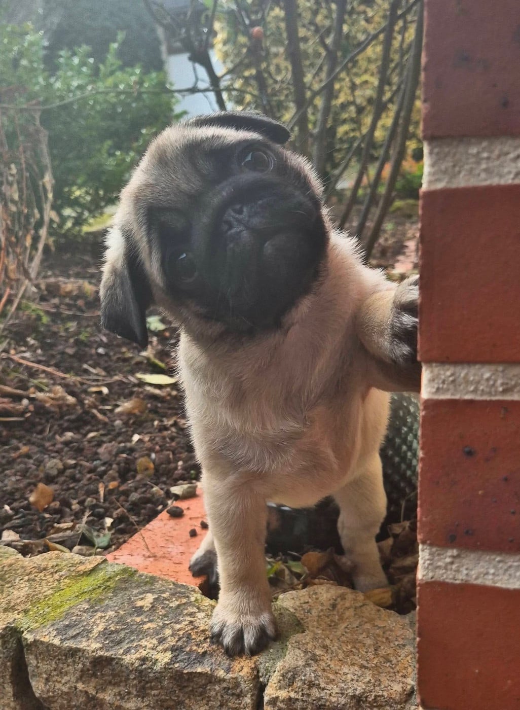 Agusta mv brutale (benoite) De La Schumeraie