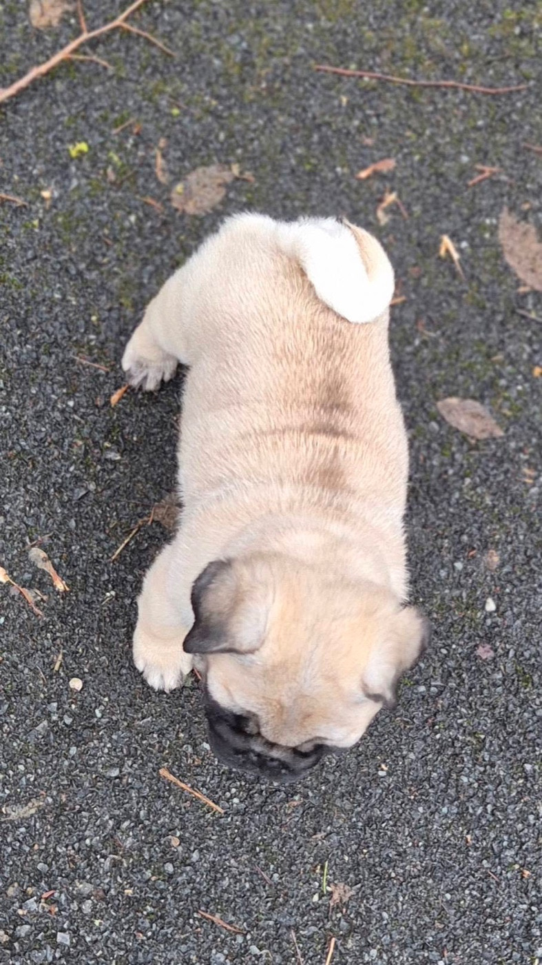 Agusta mv brutale (benoite) De La Schumeraie