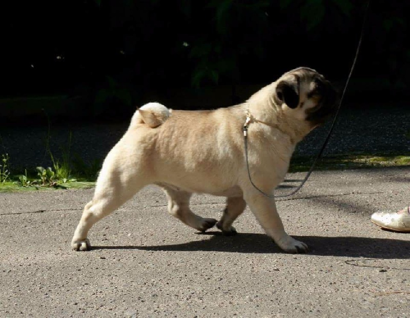 Publication : De La Schumeraie