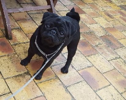 CH. Fr. little bastard (dodge) De La Schumeraie