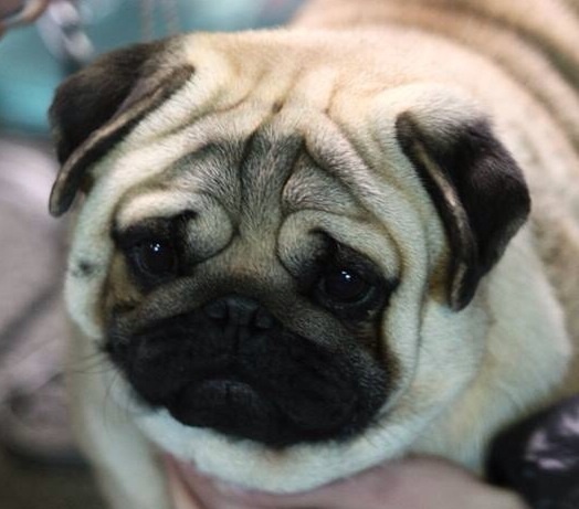 Publication : De La Schumeraie Auteur : Cécile de Cecco