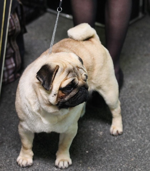 Publication : De La Schumeraie Auteur : Cécile de Cecco