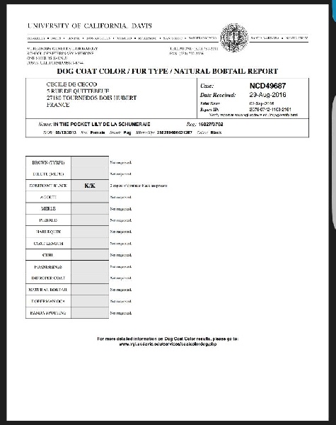 In the pocket lily De La Schumeraie