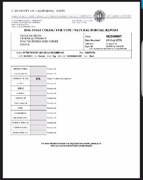 CH. Fr. little bastard (dodge) De La Schumeraie