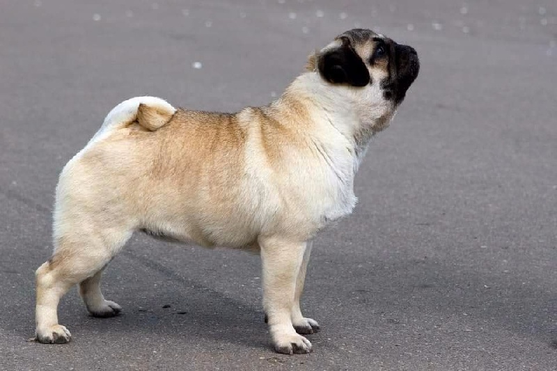 Publication : De La Schumeraie