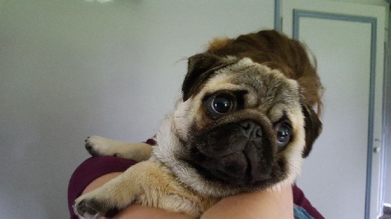 Publication : De La Schumeraie