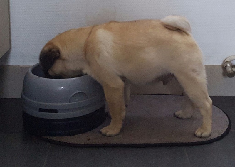 Publication : De La Schumeraie