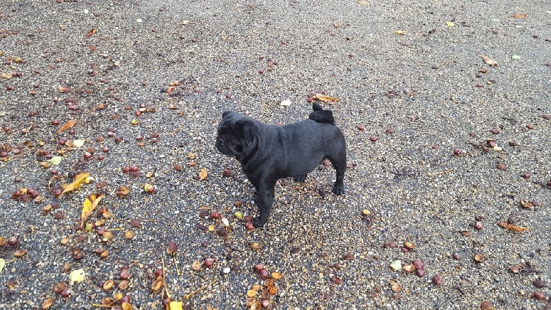 CH. Fr. little bastard (dodge) De La Schumeraie