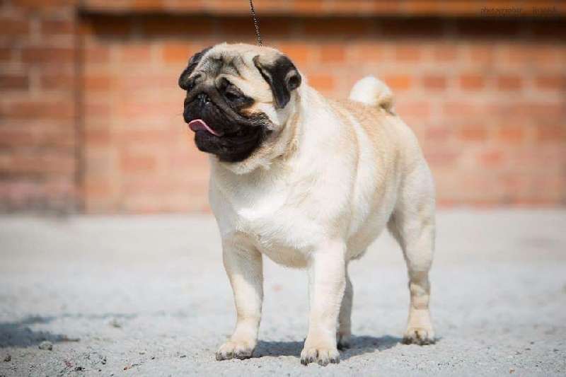 Publication : De La Schumeraie