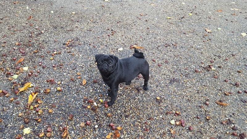 CH. Fr. little bastard (dodge) De La Schumeraie