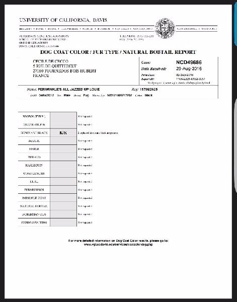 CH. Fr. little bastard (dodge) De La Schumeraie