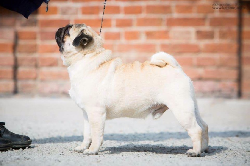 Publication : De La Schumeraie