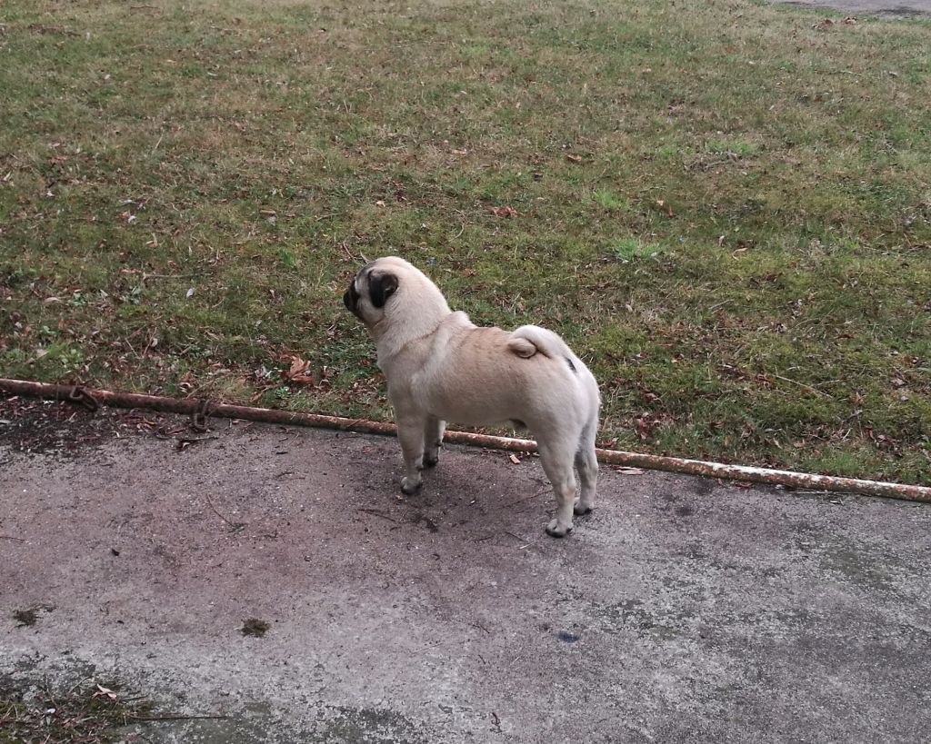 Publication : De La Schumeraie