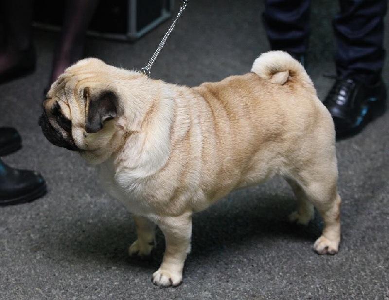 Publication : De La Schumeraie Auteur : Cécile de Cecco