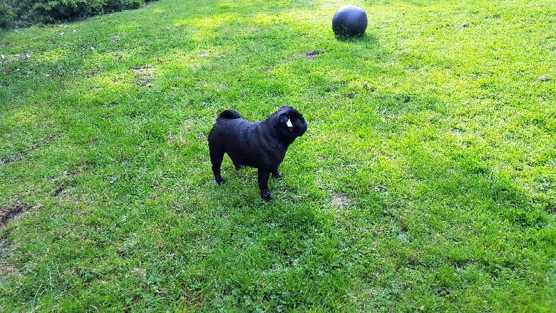 In the pocket lily De La Schumeraie