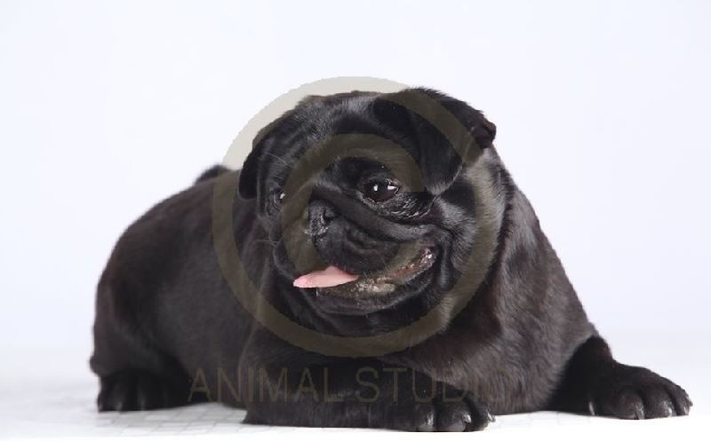 In the pocket lily De La Schumeraie