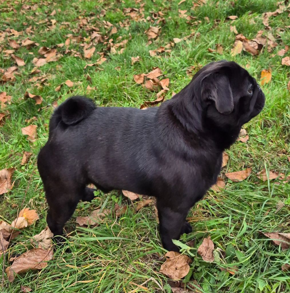 Va-bank (otto) De La Schumeraie