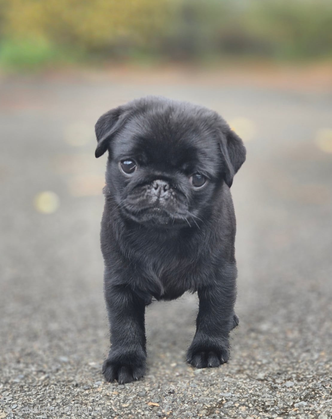 Chiot N°2