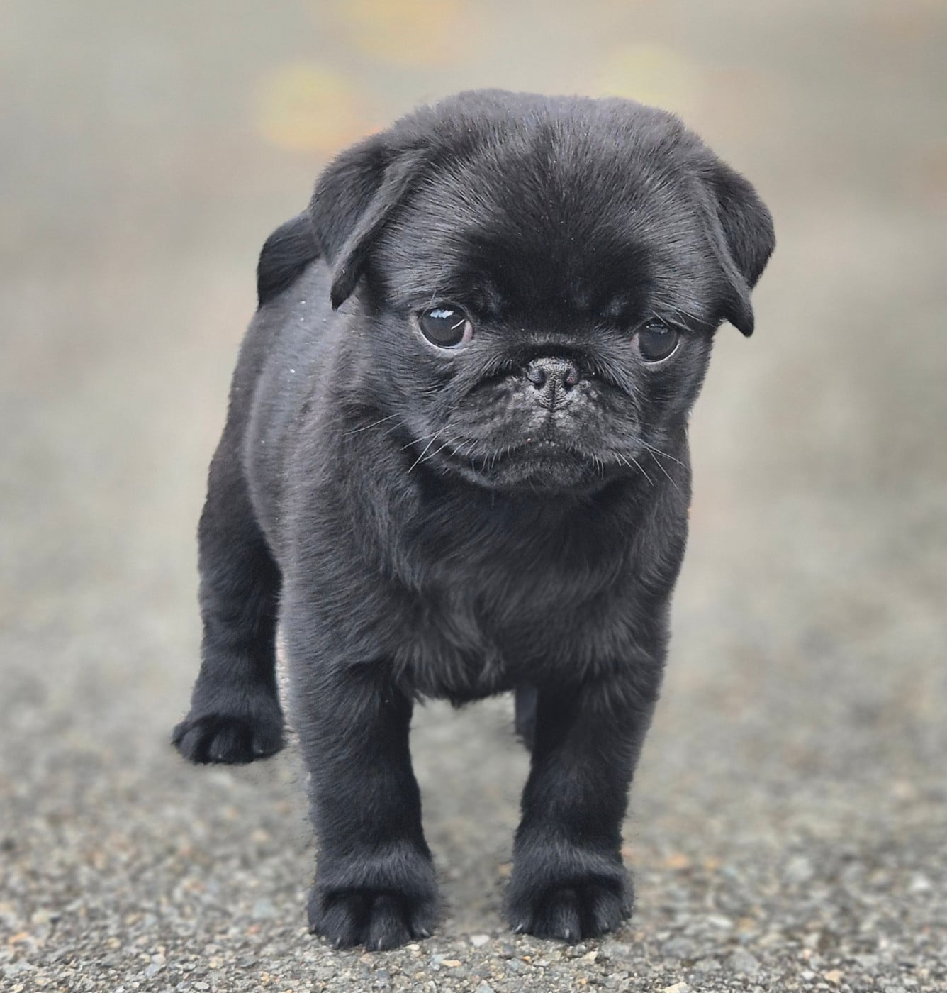Chiot N°2