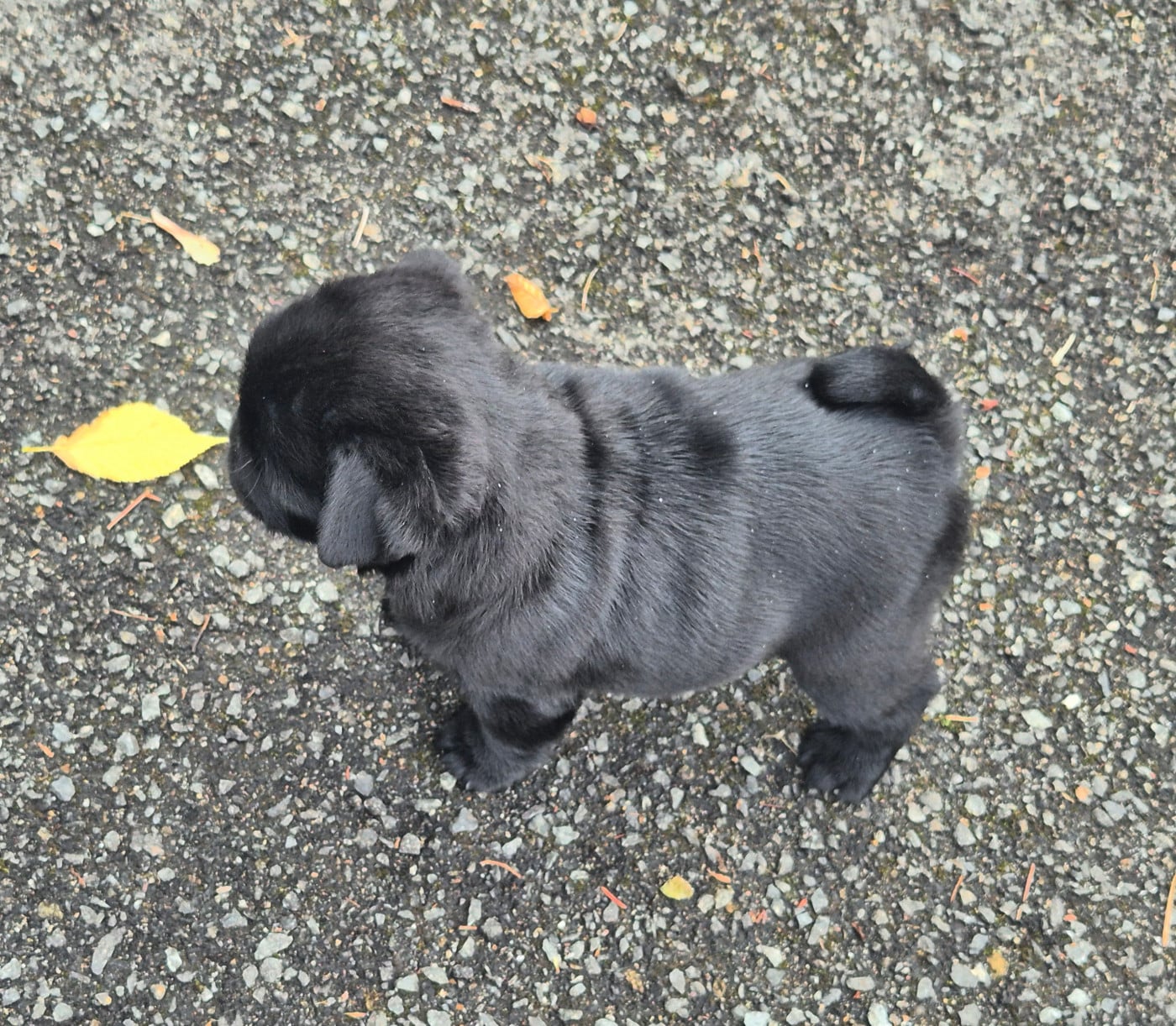 Chiot N°2