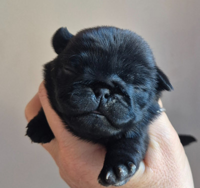 Les chiots de Carlin