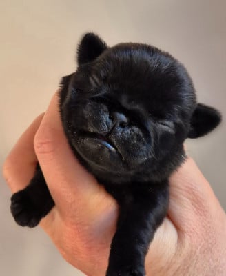 Les chiots de Carlin