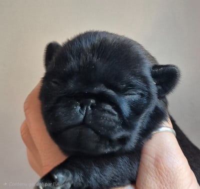 Les chiots de Carlin