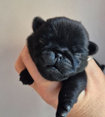 Les chiots de Carlin