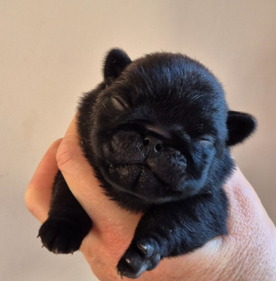 Les chiots de Carlin