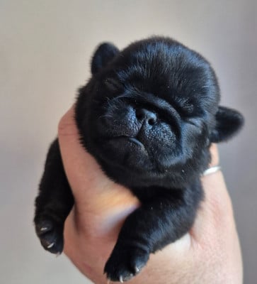 Les chiots de Carlin