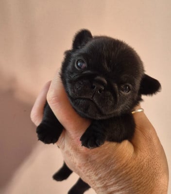 Les chiots de Carlin