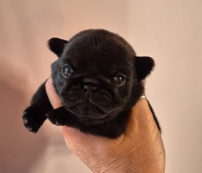 Les chiots de Carlin