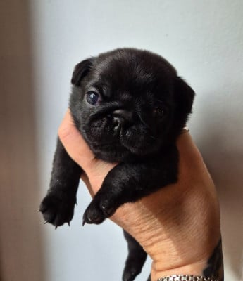 Les chiots de Carlin