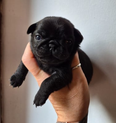 Les chiots de Carlin