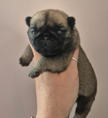 Les chiots de Carlin