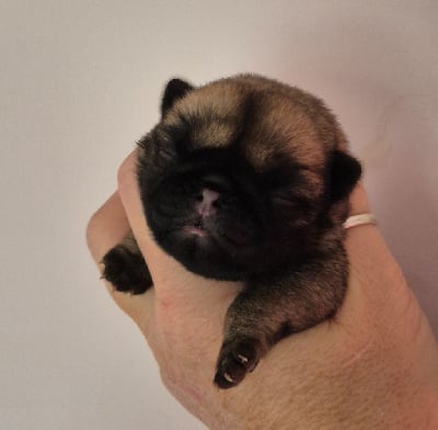 Les chiots de Carlin