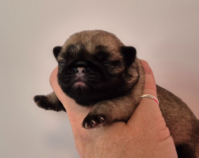 Les chiots de Carlin