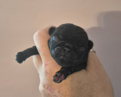 Les chiots de Carlin