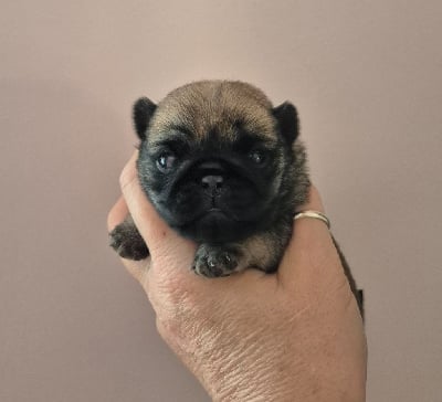 Les chiots de Carlin