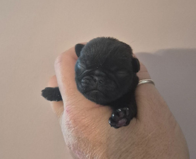 Les chiots de Carlin