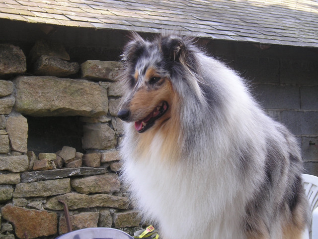 Tiby Blue Du castel de la roche  aux fées