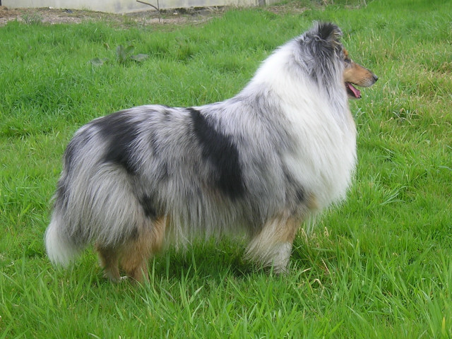 Tiby Blue Du castel de la roche  aux fées