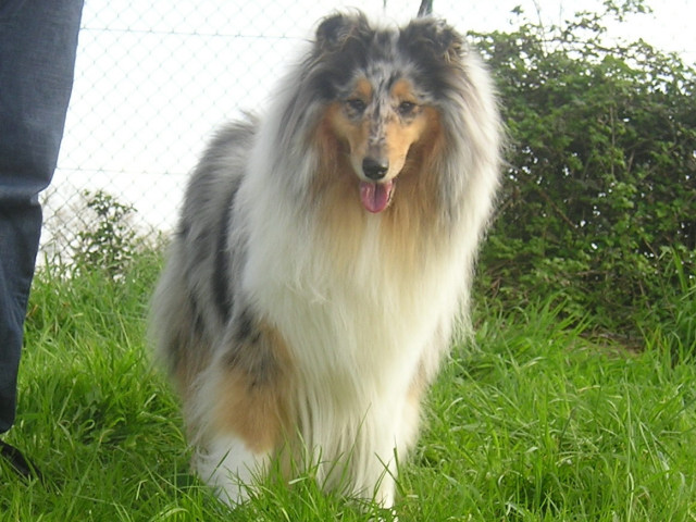Tiby Blue Du castel de la roche  aux fées