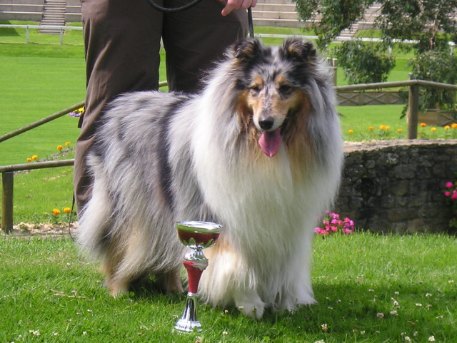 Tiby Blue Du castel de la roche  aux fées