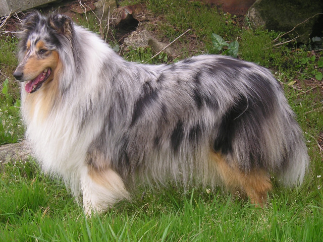 Tiby Blue Du castel de la roche  aux fées