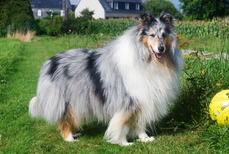 Tiby Blue Du castel de la roche  aux fées