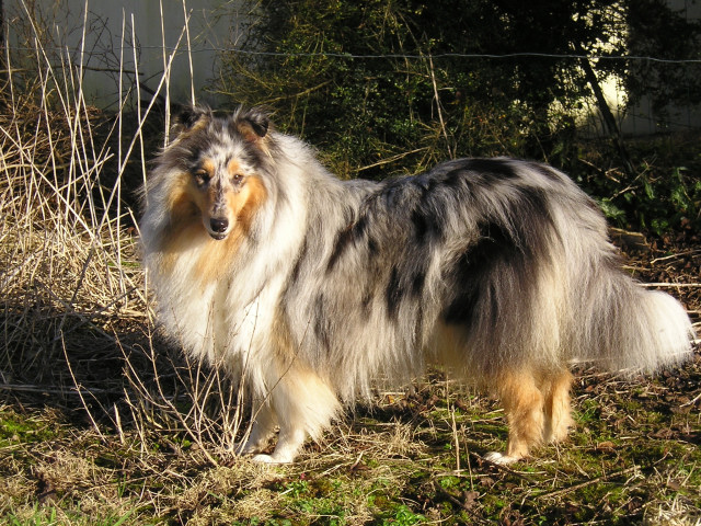 Tiby Blue Du castel de la roche  aux fées
