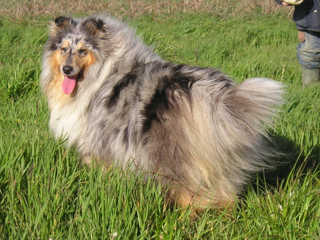 Tiby Blue Du castel de la roche  aux fées