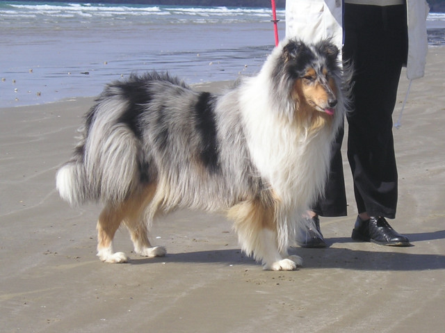 Tiby Blue Du castel de la roche  aux fées